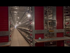 Vollautomatisches H-Typ-Schicht-Hühnerkäfigsystem Korrosionsbeständig