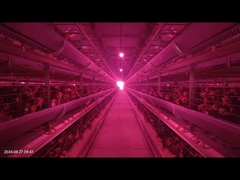 1800×600×450mm H-Typ Geflügel Batterie Käfig-System Niedrige Ei Bruchrate für Schichtzucht