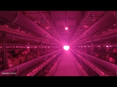 Niedrige Fehlfunktionsrate Fütterungssystem für Geflügel