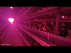 Automatisches Abbau-System für Hühnermünze