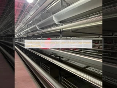 Komfortable Umgebung für Schicht-Hühnerkäfig-System Niedrige Sterblichkeit