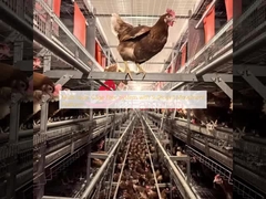 Mehrschichtiges käfigfreies System mit ausreichender Bewegungsplattform