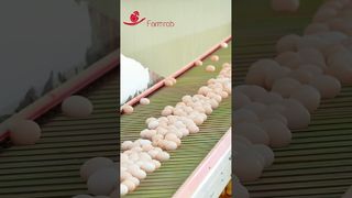 Farmrob | Stabiles Eiersammelsystem, entworfen und hergestellt von Farmrob #poultryfarm #chicken