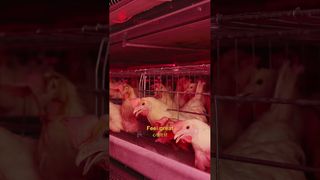 Farmrob | Das glückliche Leben der Hühner #Geflügelfarm #Herstellung #
