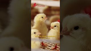 Farmrob | Automatische Fütterungs- und Tränkesysteme für Junghennen #Landwirtschaft #Herstellung #Geflügelfarm